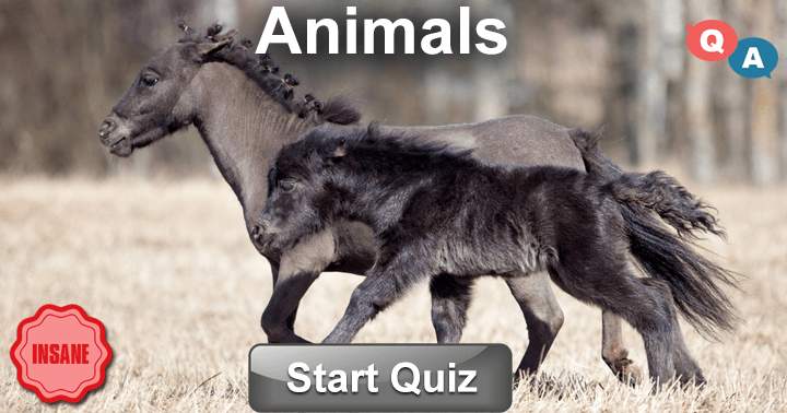 Participate in this enjoyable quiz and demonstrate your affection for animals by showcasing your knowledge about them.