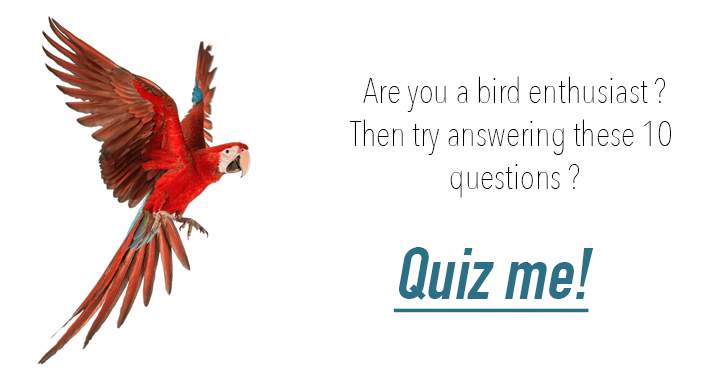 Only a true Birder can answer these 10 questions regarding birds.