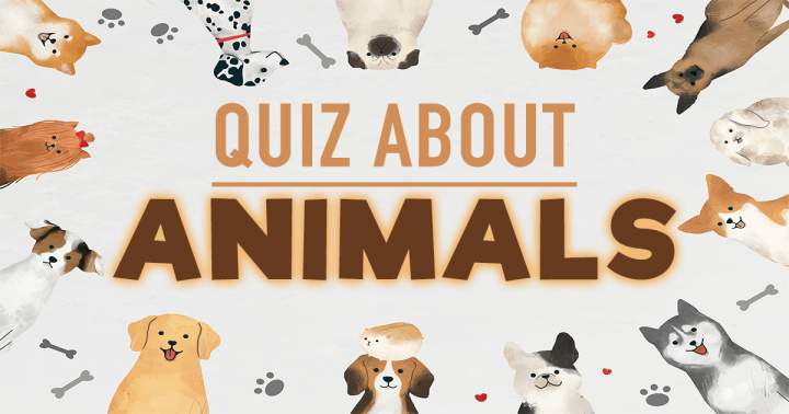 'Animals Quiz'