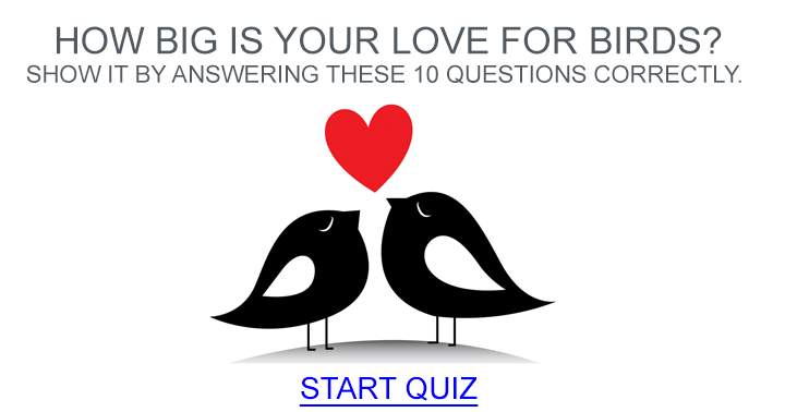 Birds Quiz