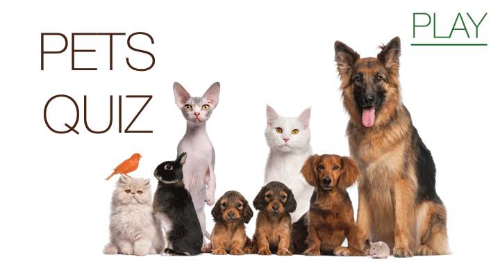 Banner for Who doesn't love pets?