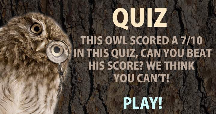 Banner for Can you beat this genius owl?