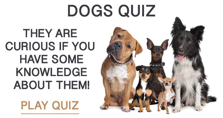 Banner for Quiz about dogs!