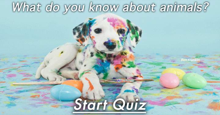 Animals Quiz