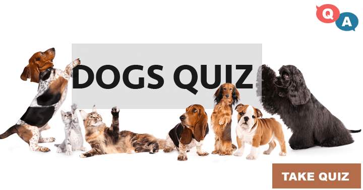 Here's an alternative way of writing the sentence: 'A collection of 10 entertaining inquiries regarding dogs in general and renowned canines.'