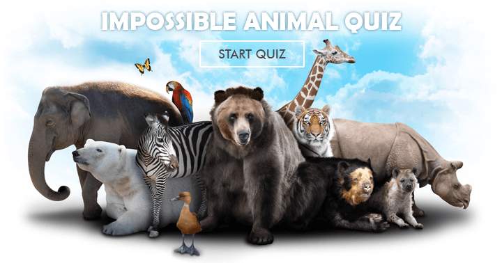 Is this animal quiz too challenging to be enjoyable? Are you up for the challenge?