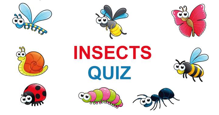 What is your level of knowledge about insects?