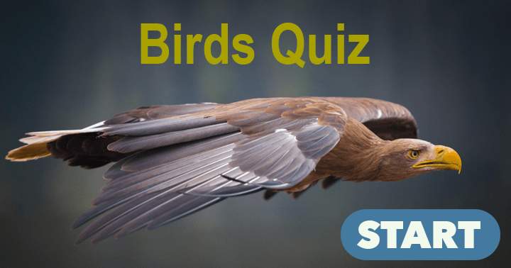 Birds Trivia Quiz